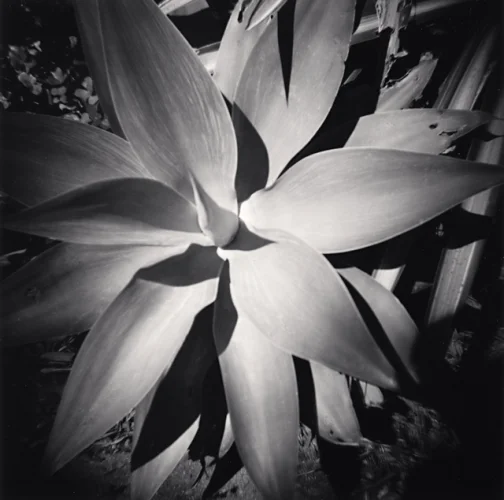 Nature Textured High Contrast Dramatic