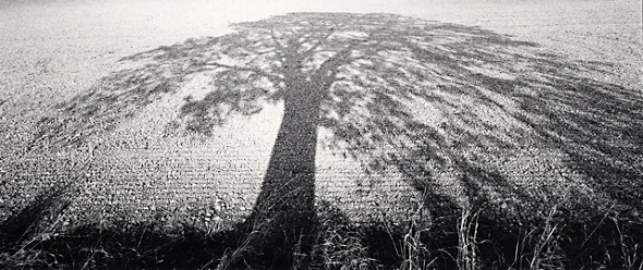 Nature Textured High Contrast Mysterious Atmospheric