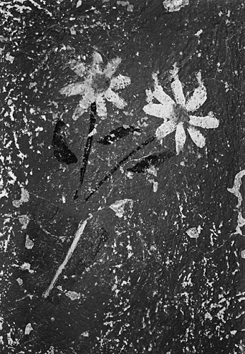 Nature Textured High Contrast Mysterious Atmospheric Timeless