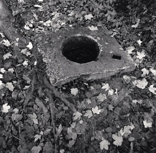 Nature Textured High Contrast Mysterious