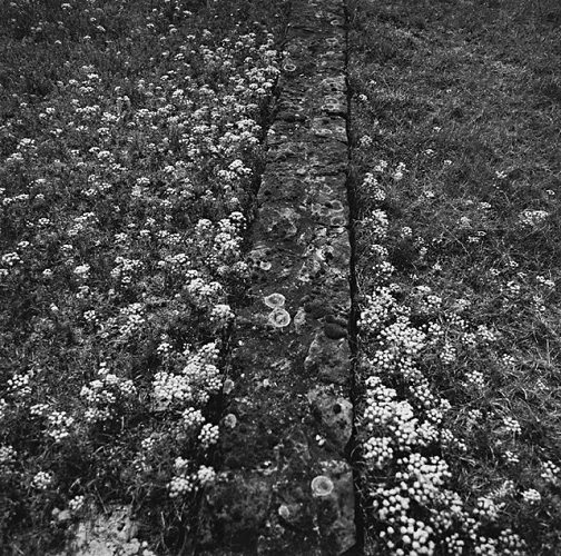 Nature Textured High Contrast Moody