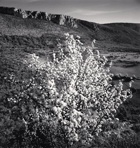 Nature Textured High Contrast Dramatic Mysterious