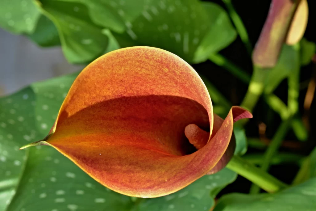 Orange Calla Lily Petals Green warm Leaves