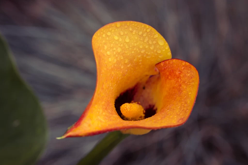 Orange Calla Lily Petals Dewdrops