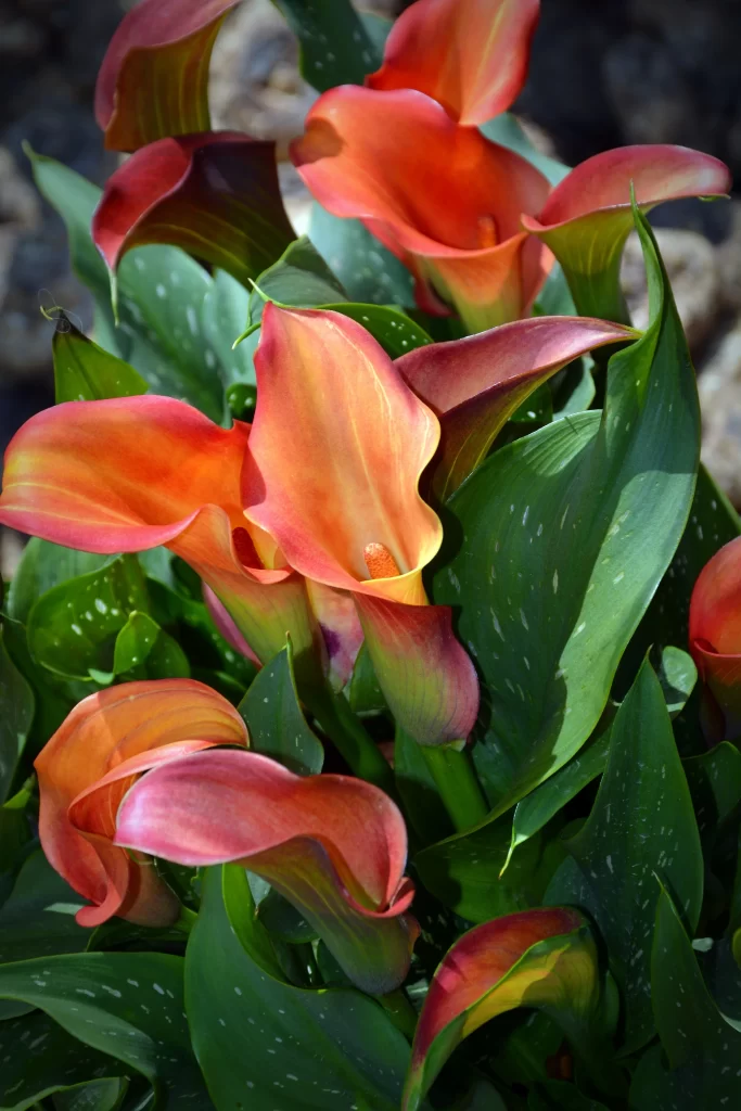 Orange Calla Lily Petals Green gray Leaves