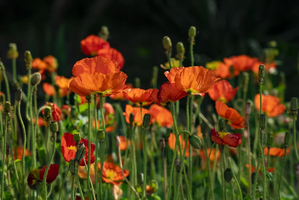 Orange Corn Poppy Blooming Petals Green Stems