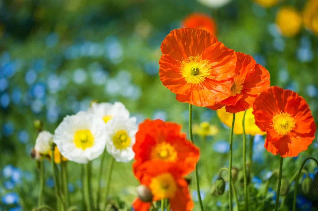 Orange Corn Poppy Bright Petals Yellow Center Green Stems