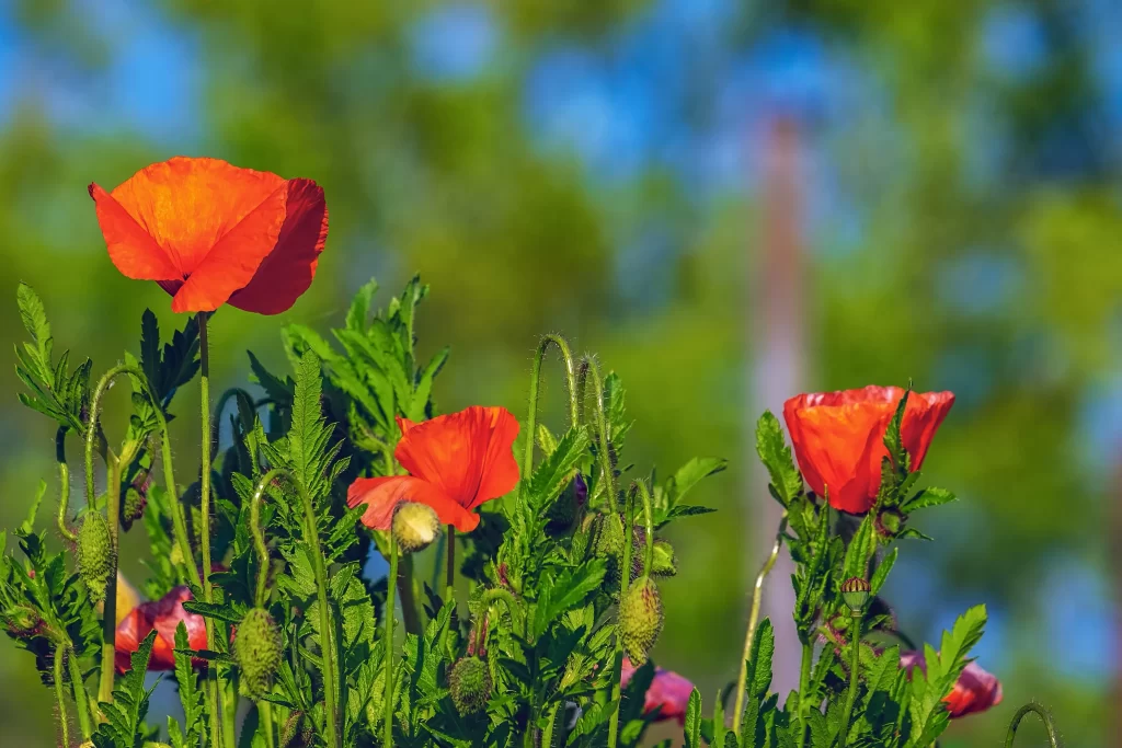 Orange Corn Poppy Bright Petals Green Leaves