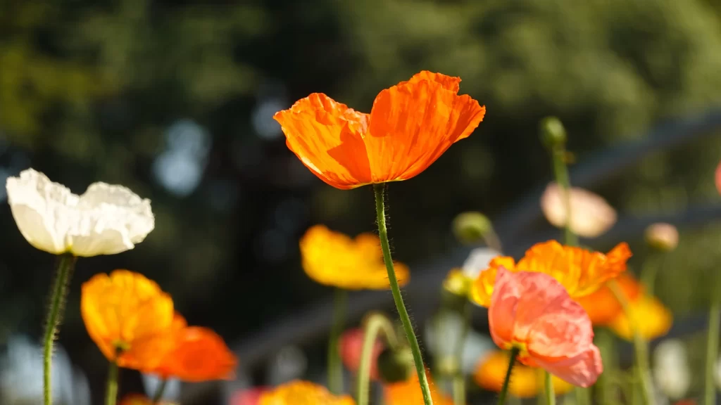 Orange Corn Poppy Bright Petals Sunlight