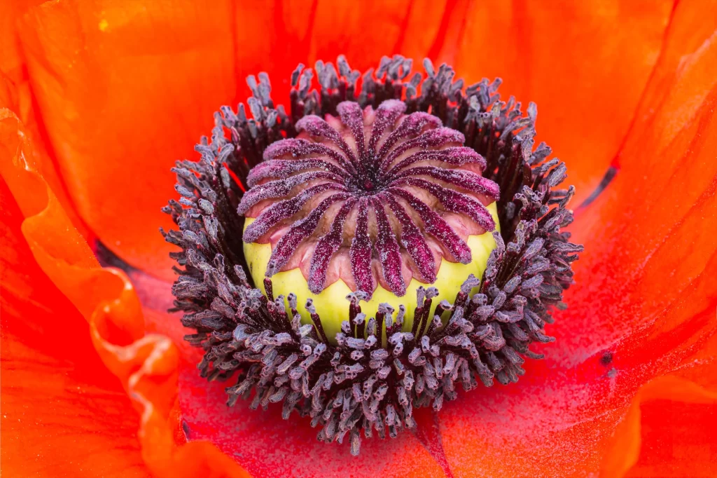 Orange Corn Poppy Center Stamen Petals