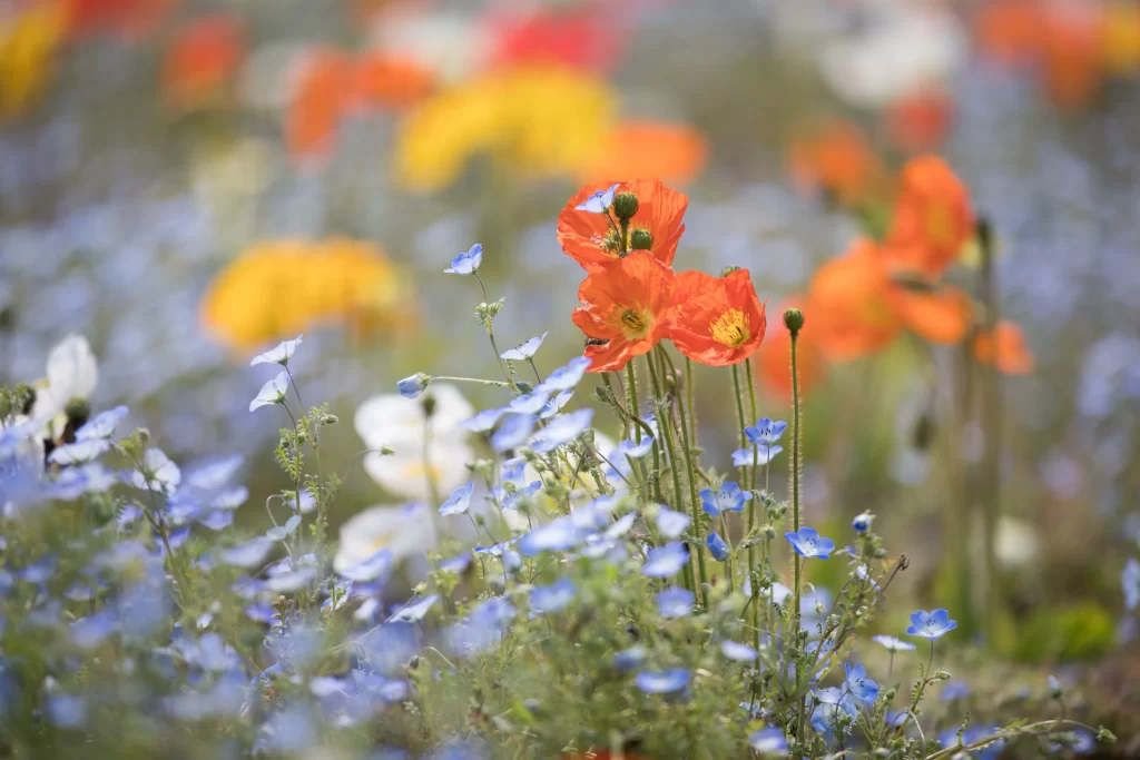 Orange Corn Poppy Delicate Petals Blue Wildflowers