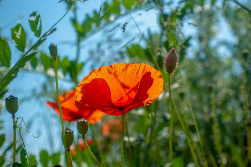 Orange Corn Poppy Petals Stems Green Leaves