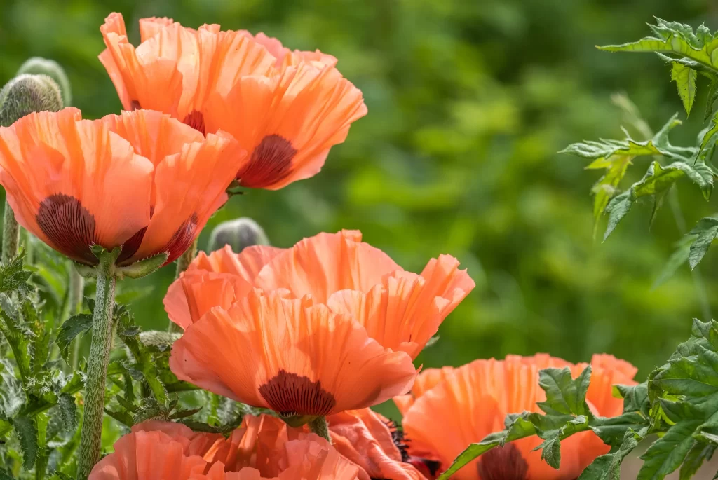 Orange Corn Poppy Petals Green Leaves