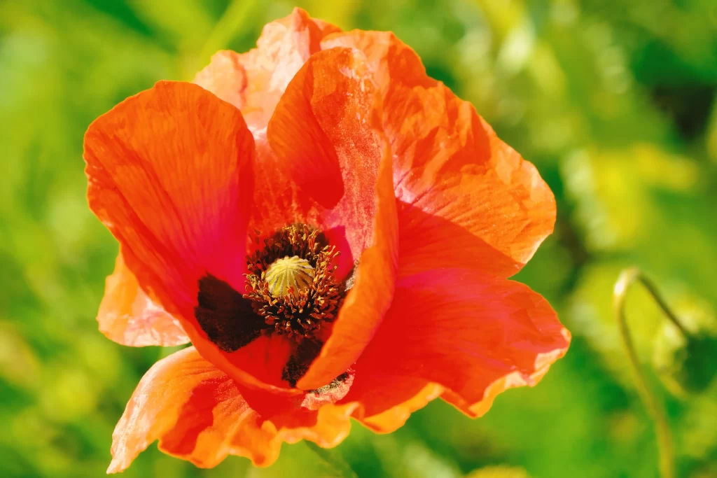 Orange Corn Poppy Petals Black Center Sunlit