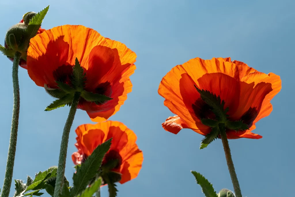 Orange Corn Poppy Petals Bright Blue Sky