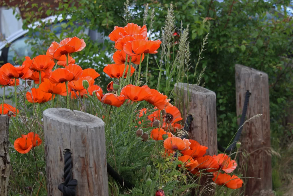 Orange Corn Poppy Petals Bright Green Leaves