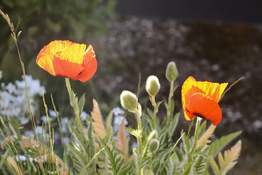 Orange Corn Poppy Petals Green Stems