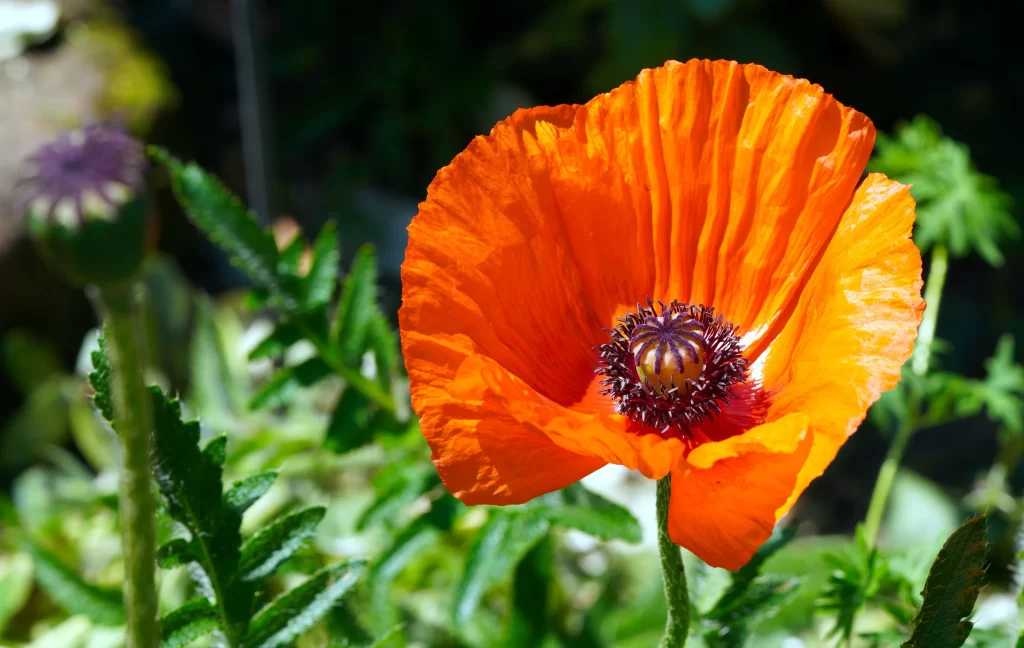 Orange Corn Poppy Petals Center Green Leaves