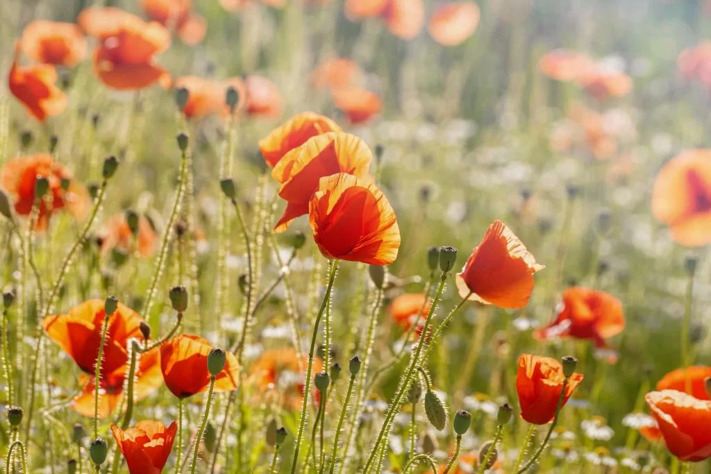 Orange Corn Poppy Petals Stems Greenery