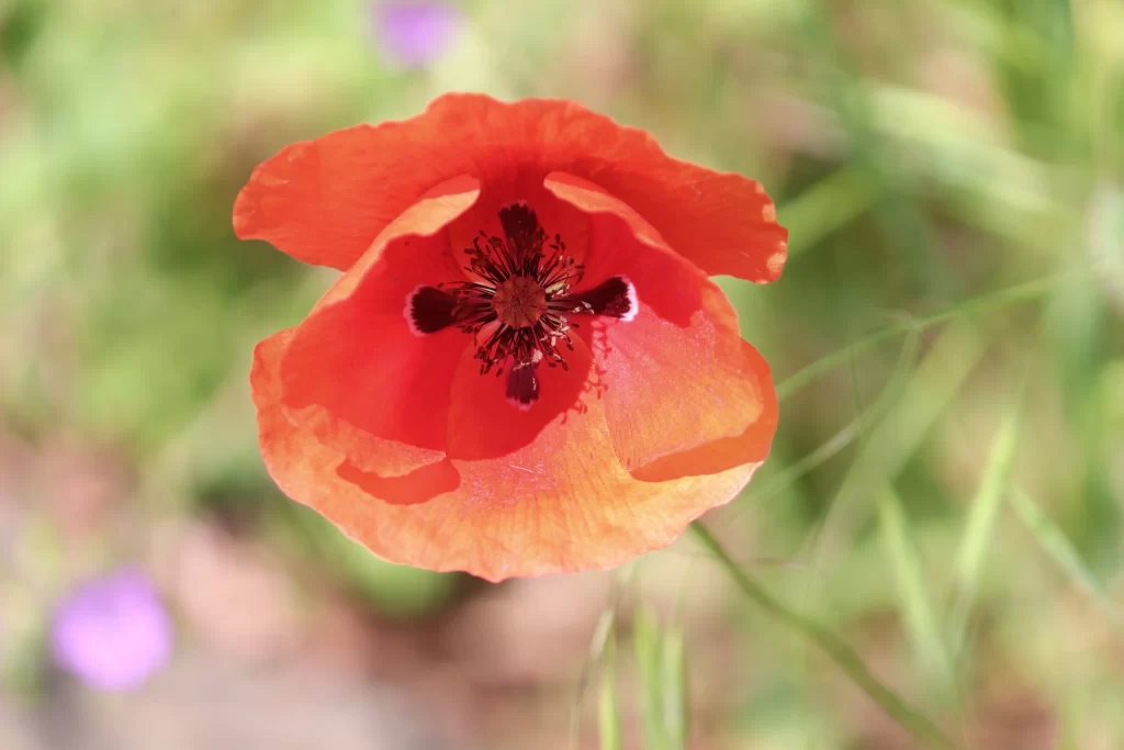 Orange Corn Poppy Petals Black Center