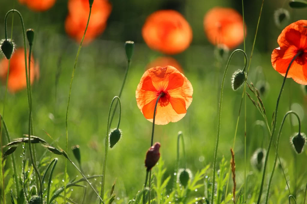 Orange Corn Poppy Petals Green Stems Dewdrops
