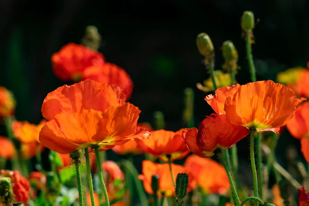 Orange Corn Poppy Petals Vibrant Green Stems