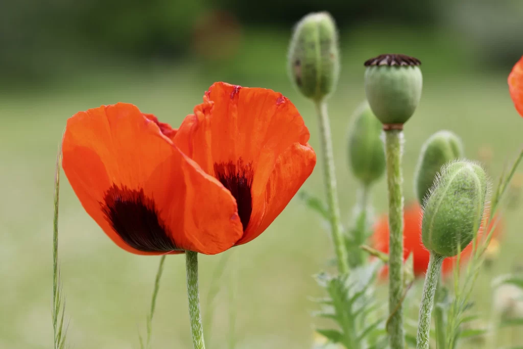 Orange Corn Poppy Petals Black Center Green Stems