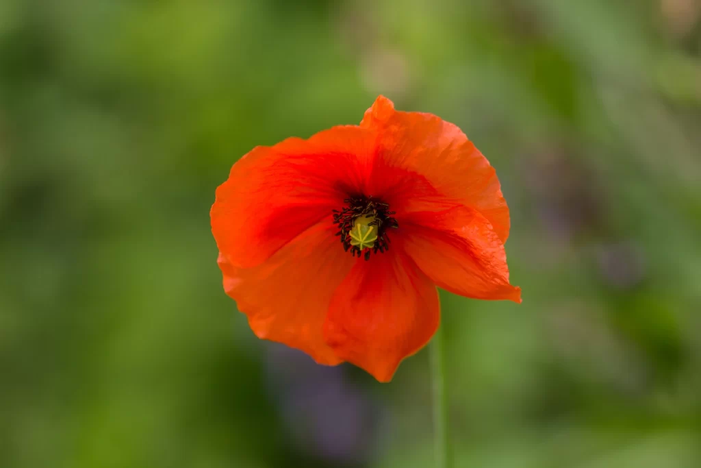 Orange Corn Poppy Petals Center Stamen Green Background