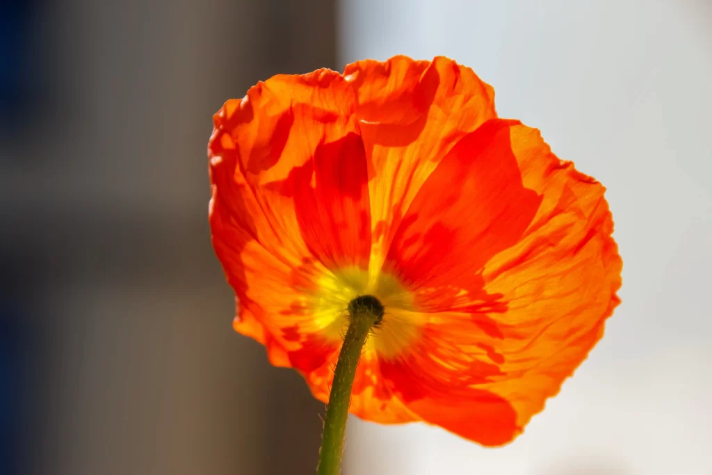 Orange Corn Poppy Petals Bright Sunlight