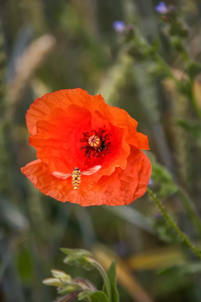 Orange Corn Poppy Petals Bee