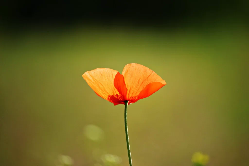 Orange Corn Poppy Petals Stem Green Background