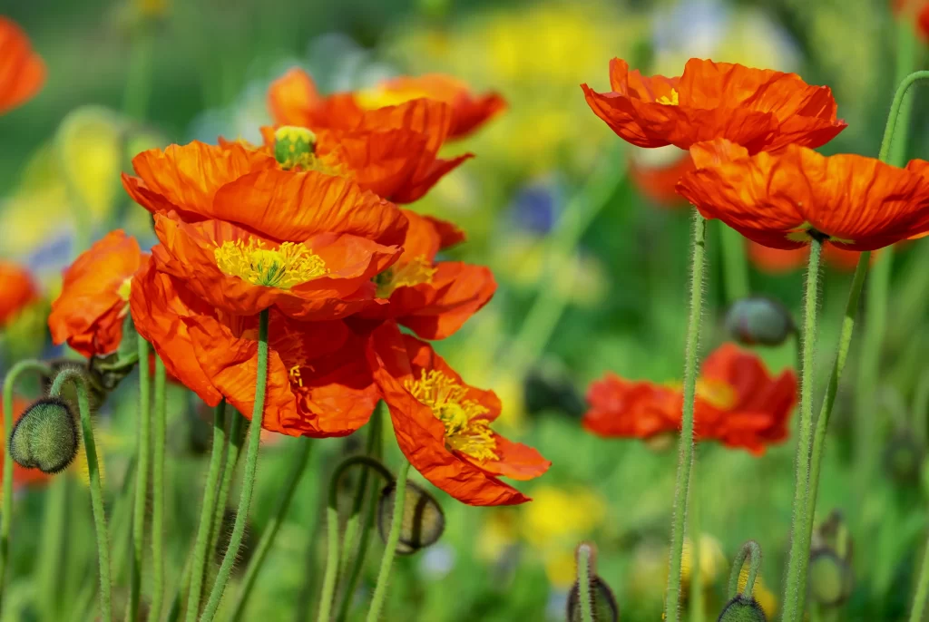 Orange Corn Poppy Petals Yellow Center Green Stems