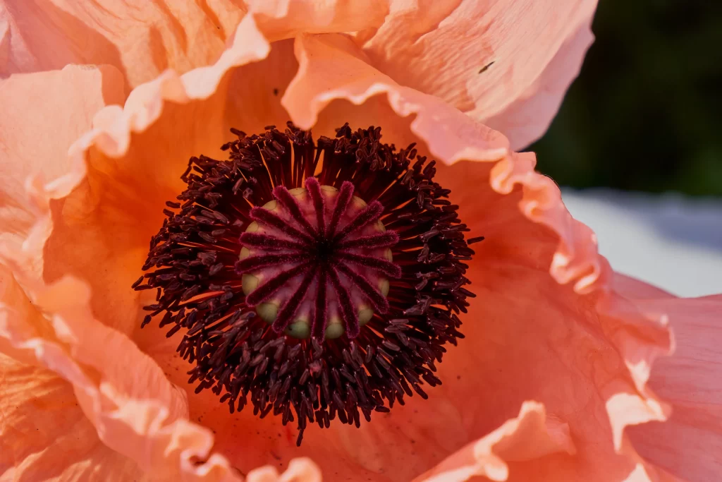 Orange Corn Poppy Ruffled Petals Dark Center