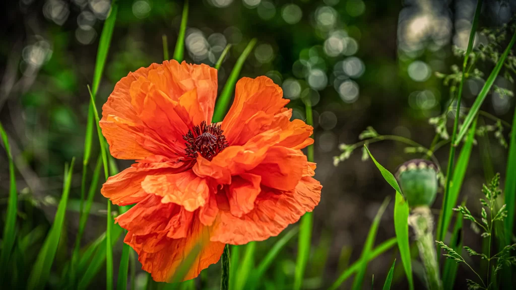 Orange Corn Poppy Ruffled Petals Green Foliage