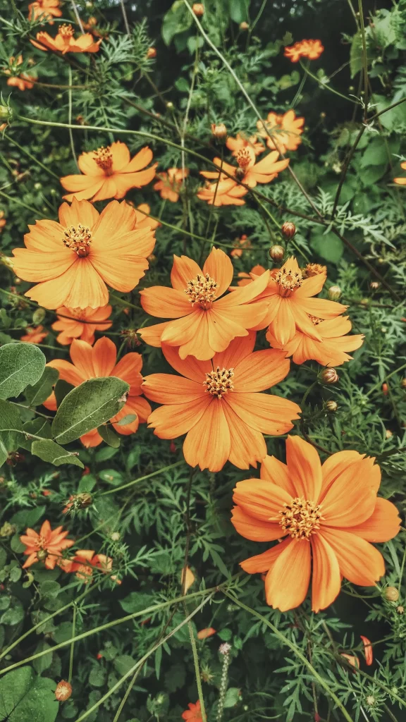 Orange Cosmos Petals Dense Greenery