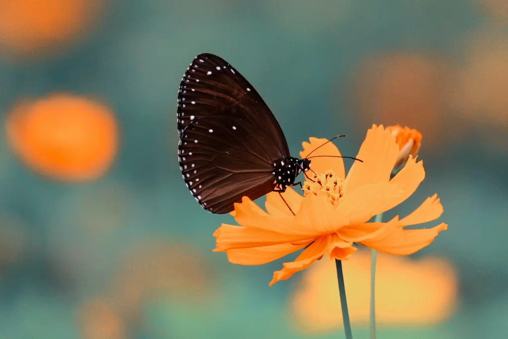 Orange Cosmos Petals Yellow Center Butterfly