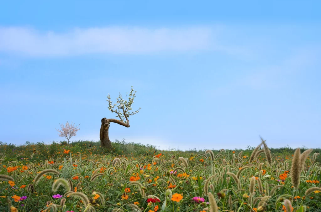 Orange Cosmos Wildflowers Blooming Greenery Blue Sky