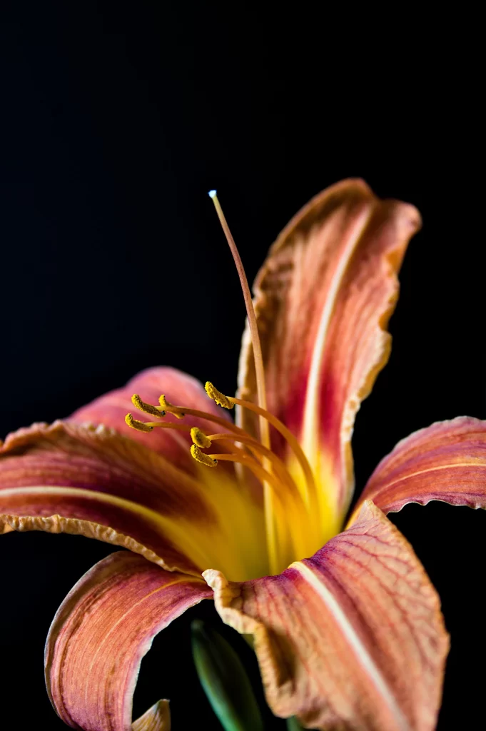 Orange Lily Petals Yellow Center Stamen