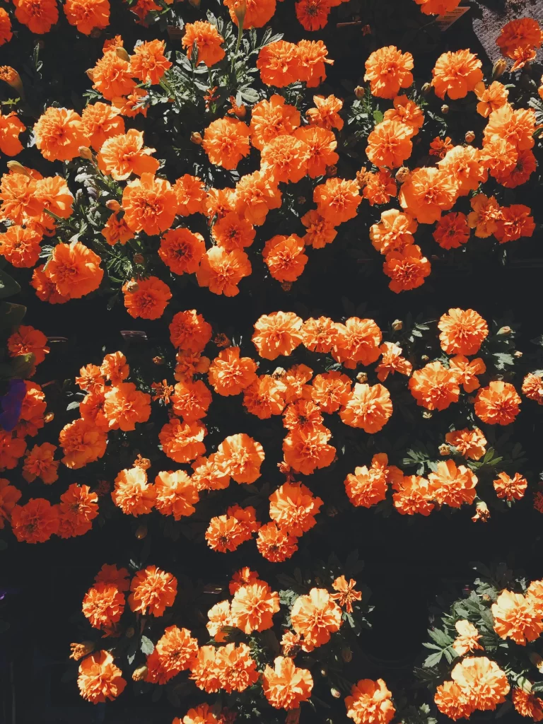 Orange Marigold Dense Blooming Sunlit