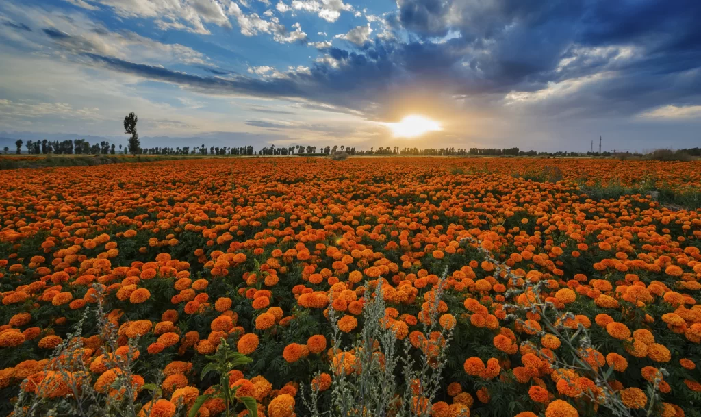 Orange Marigold Field Blooming Sunlight