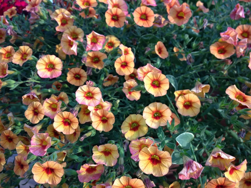 Orange Morning Glory Petals Green Leaves