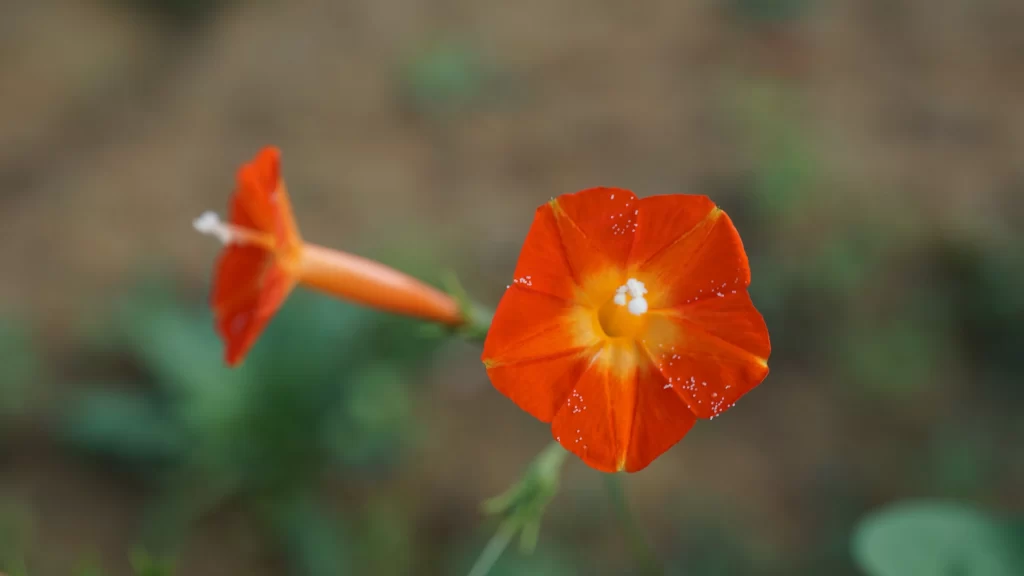 Orange Morning Glory Petals Dewdrops
