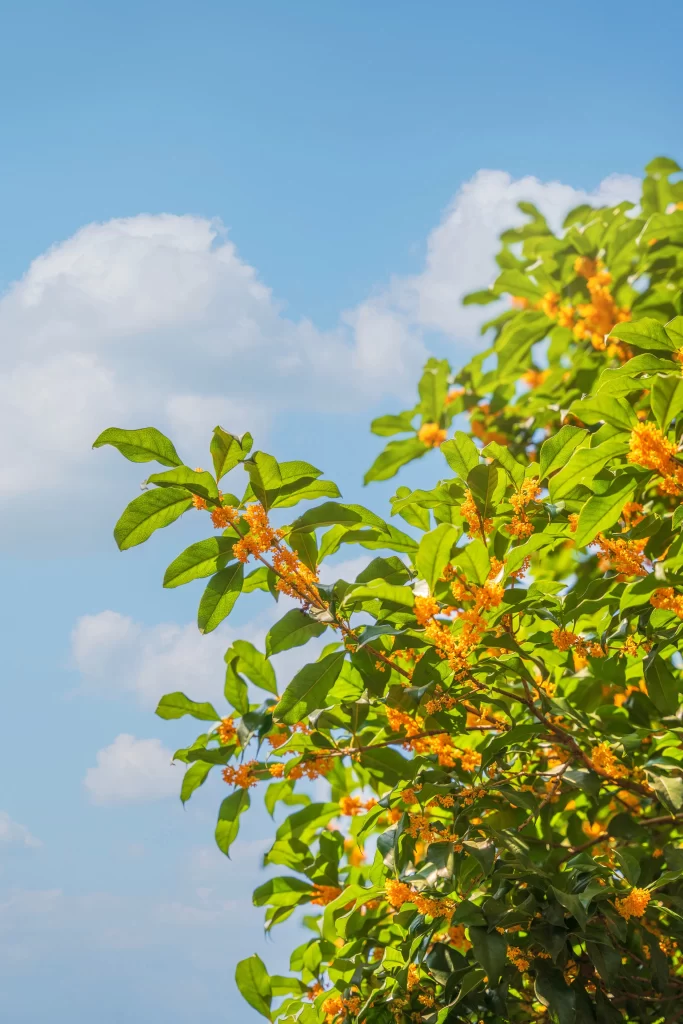 Orange Osmanthus Blooming Green Leaves Blue Sky
