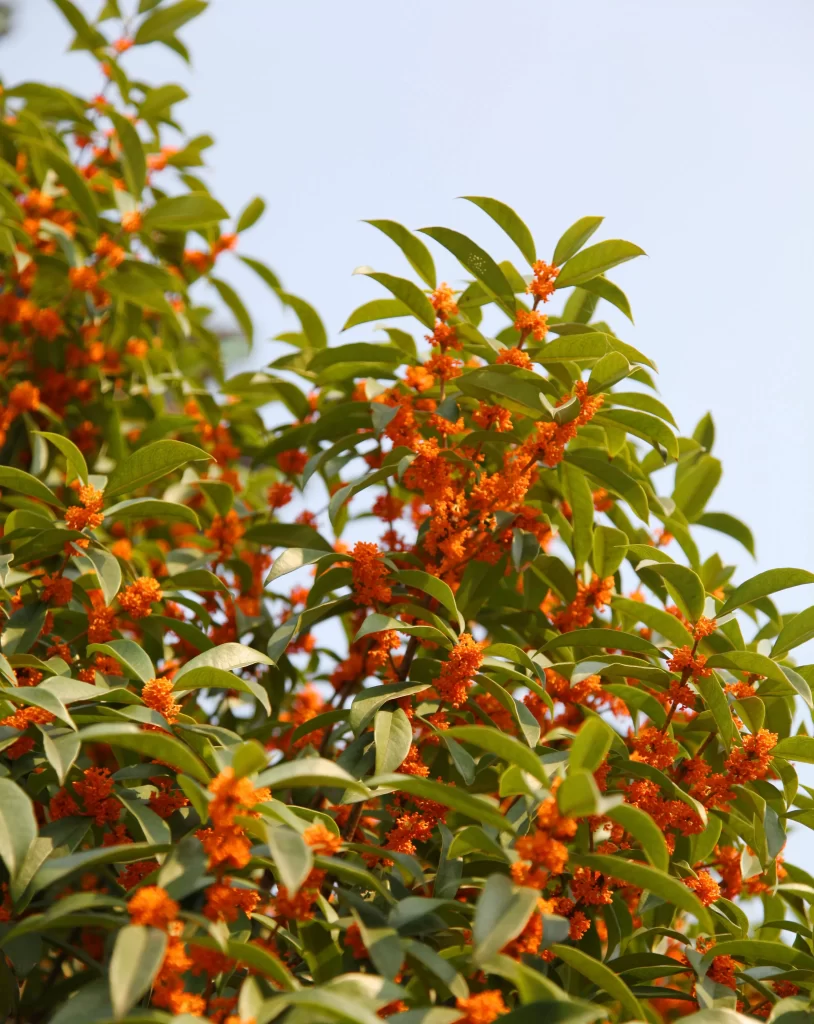 Orange Osmanthus Blooming Green Leaves
