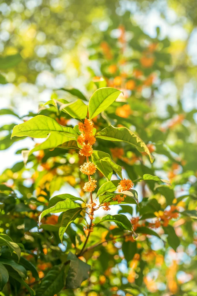 Orange Osmanthus Blooms Petals Green Leaves Sunlight