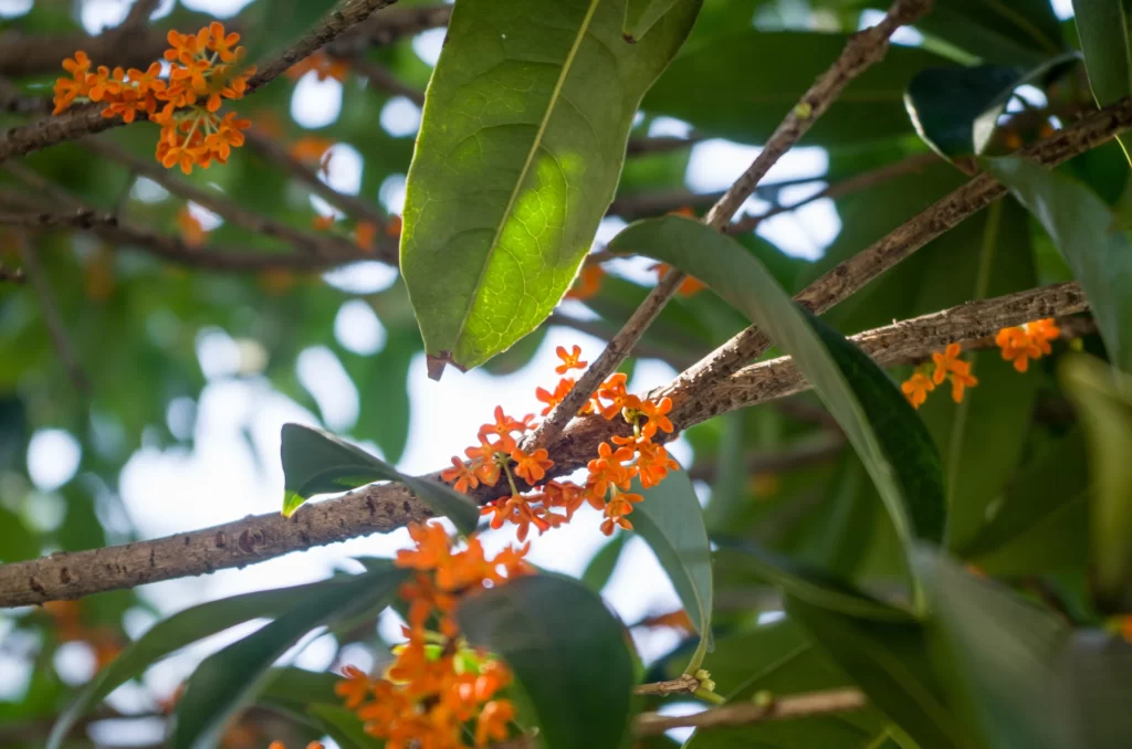 Orange Osmanthus Cluster Petals Green warm Leaves