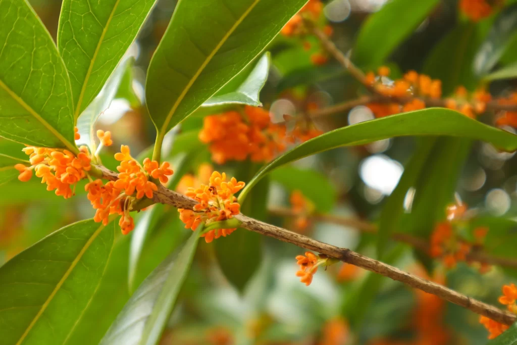Orange Osmanthus Cluster Petals Green warm Leaves