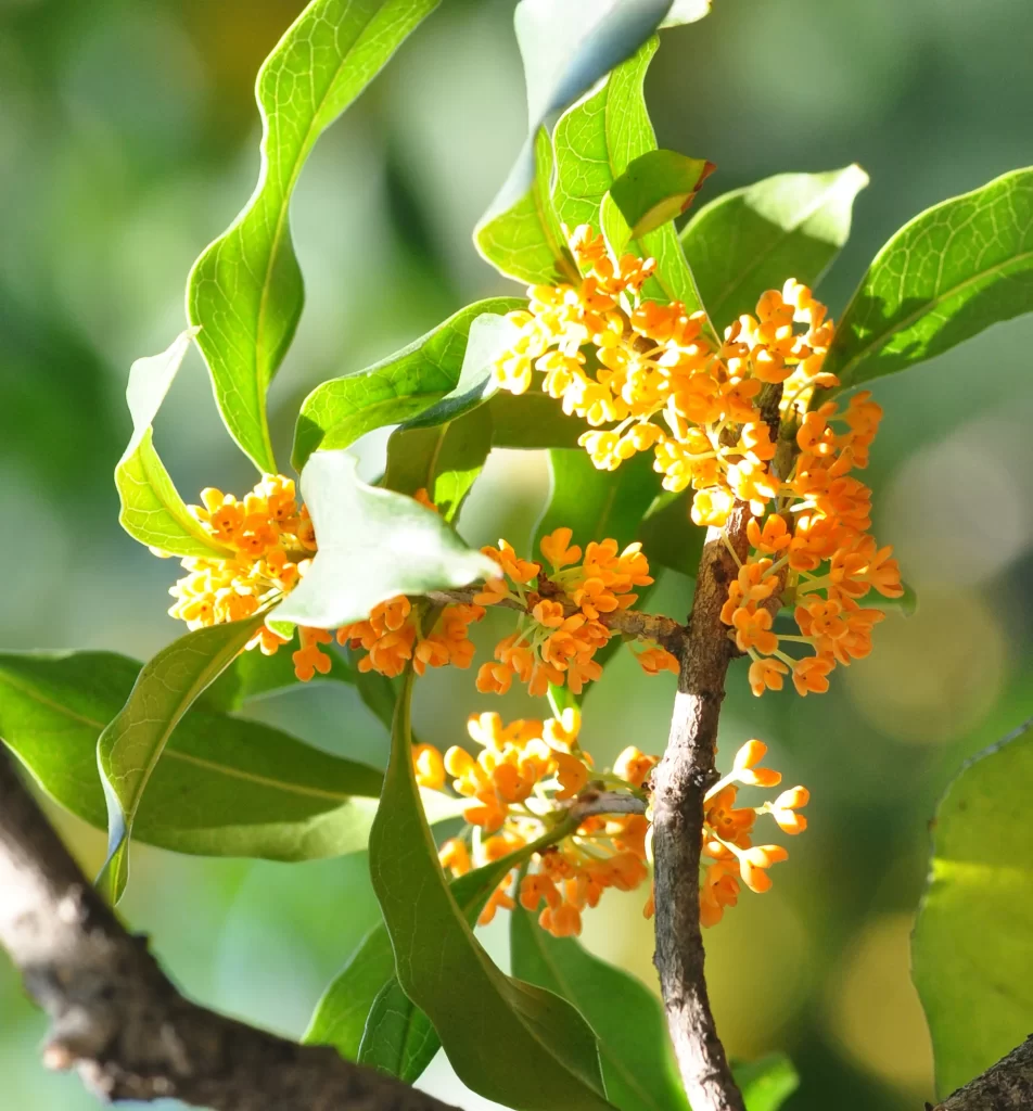 Orange Osmanthus Cluster Petals Green warm Leaves