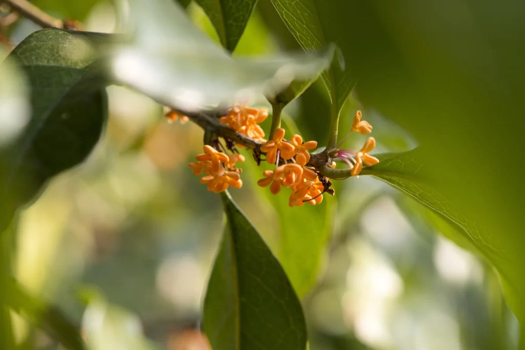 Orange Osmanthus Tiny Petals Dense Green Leaves