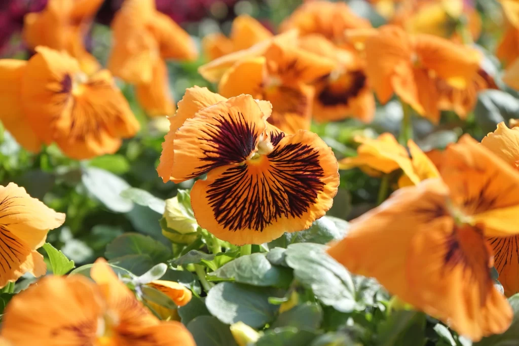 Orange Pansy Petals Dark Stripes Bright Green Leaves